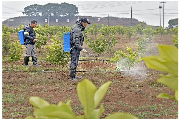 柚子树如何防冻，将其放在室内养护