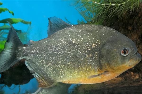 食人鱼能养吗，是可以人工饲养的