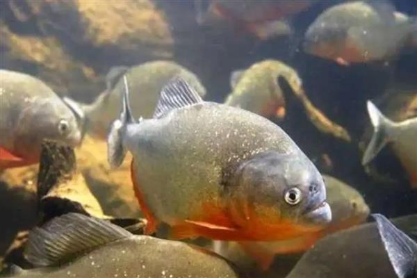 食人鱼能养吗，是可以人工饲养的