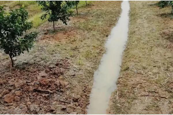 柚子树如何防冻，将其放在室内养护