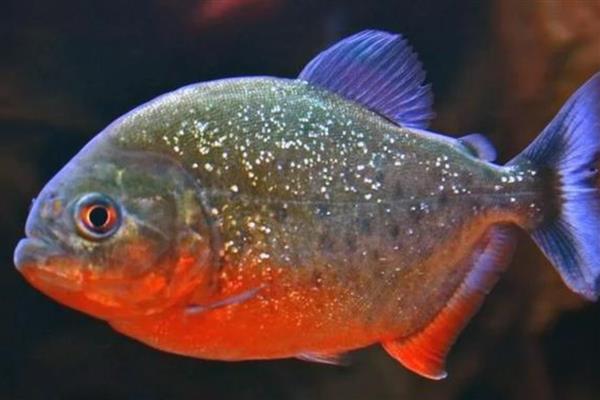 食人鱼能养吗，是可以人工饲养的