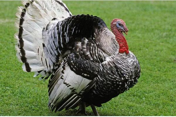 火鸡怎么养，选择在背风向阳的地方搭建鸡舍