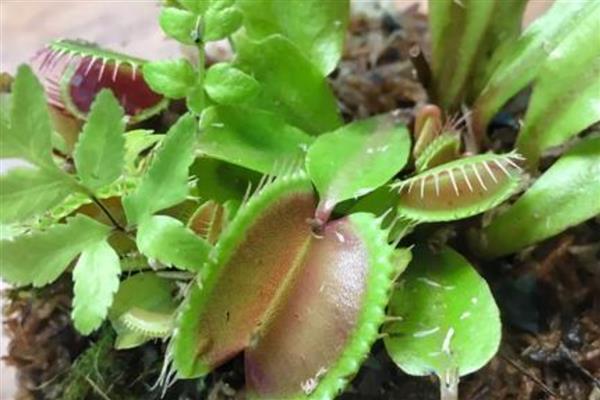 捕蝇草腰水法养殖技巧，需要在花盆底部铺石头