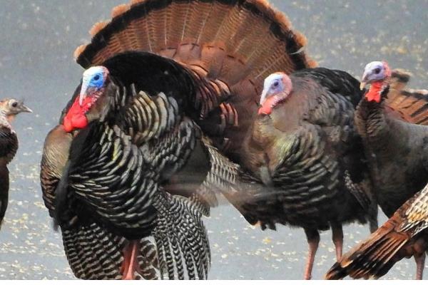 火鸡怎么养，选择在背风向阳的地方搭建鸡舍