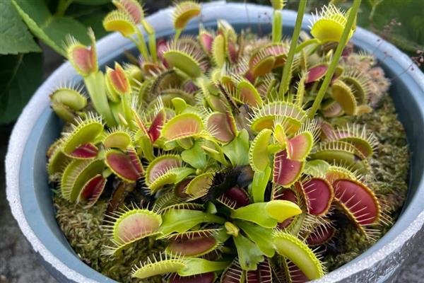 捕蝇草腰水法养殖技巧，需要在花盆底部铺石头