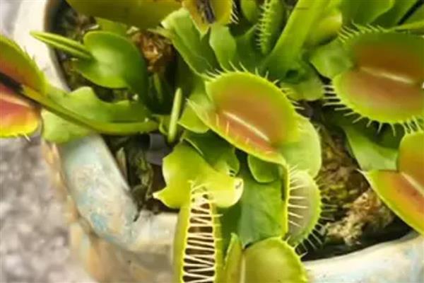捕蝇草腰水法养殖技巧，需要在花盆底部铺石头
