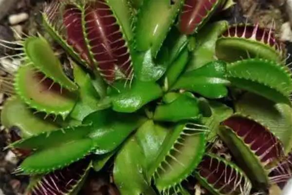捕蝇草腰水法养殖技巧，需要在花盆底部铺石头