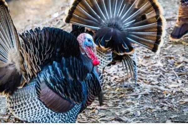 火鸡怎么养，选择在背风向阳的地方搭建鸡舍