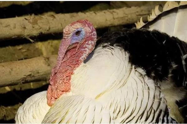 火鸡怎么养，选择在背风向阳的地方搭建鸡舍