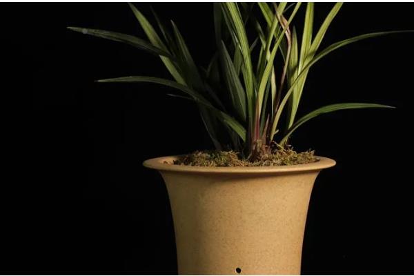 盆栽建兰如何养殖，盛夏季节做好遮阴措施