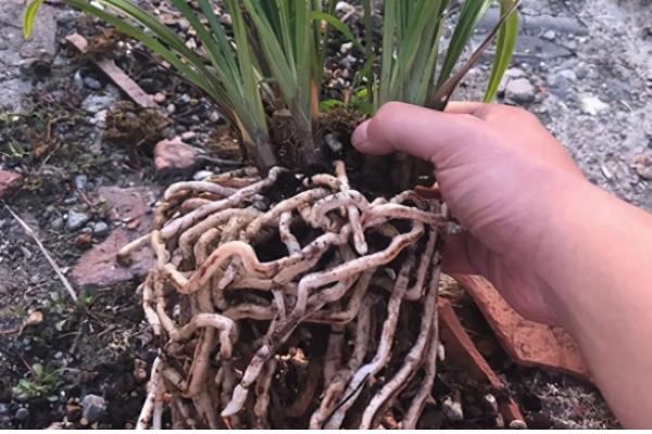 盆栽建兰如何养殖，盛夏季节做好遮阴措施