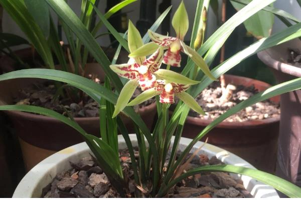 盆栽建兰如何养殖，盛夏季节做好遮阴措施