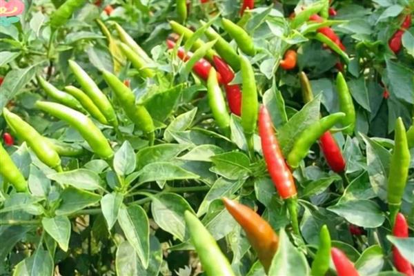 小米椒的种植技术，适宜生长在疏松肥沃的土地中
