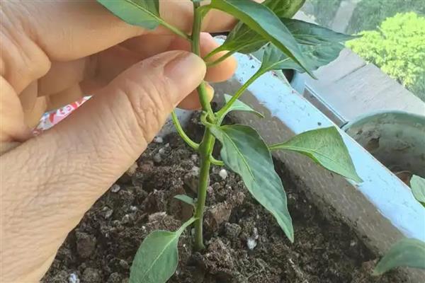 小米椒的种植技术，适宜生长在疏松肥沃的土地中