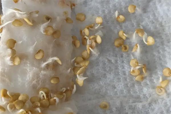 小米椒的种植技术，适宜生长在疏松肥沃的土地中