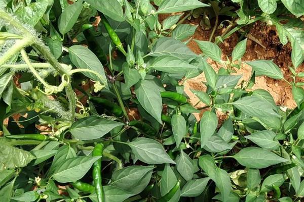 小米椒的种植技术，适宜生长在疏松肥沃的土地中