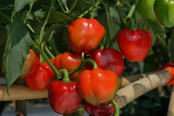 小米椒的种植技术，适宜生长在疏松肥沃的土地中