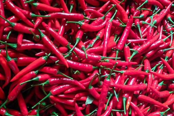 小米椒的种植技术，适宜生长在疏松肥沃的土地中