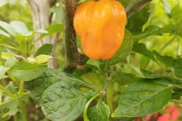 小米椒的种植技术，适宜生长在疏松肥沃的土地中