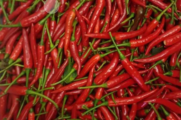 小米椒的种植技术，适宜生长在疏松肥沃的土地中