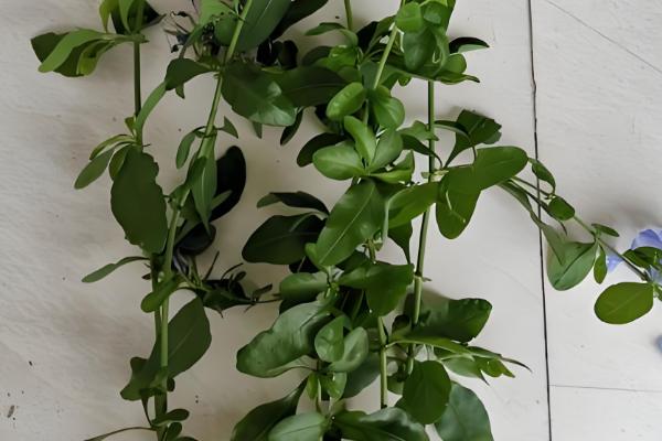 蓝雪花能扦插吗，蓝雪花可以扦插