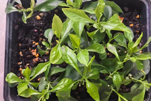 蓝雪花能扦插吗，蓝雪花可以扦插