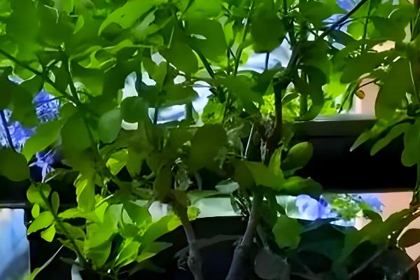 蓝雪花能扦插吗，蓝雪花可以扦插