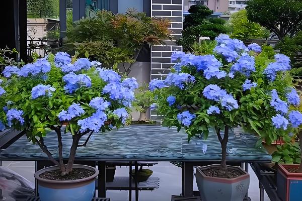 蓝雪花能扦插吗，蓝雪花可以扦插