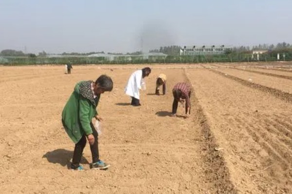 绿豆的种植方法,春夏季节都可以进行播种