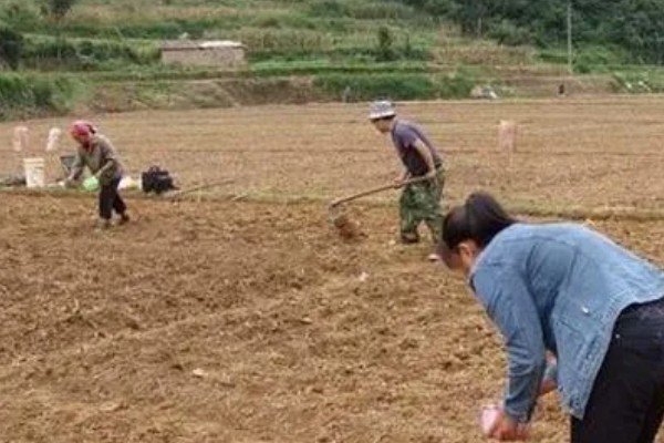 绿豆的种植方法,春夏季节都可以进行播种