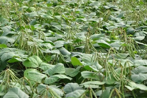 绿豆的种植方法,春夏季节都可以进行播种