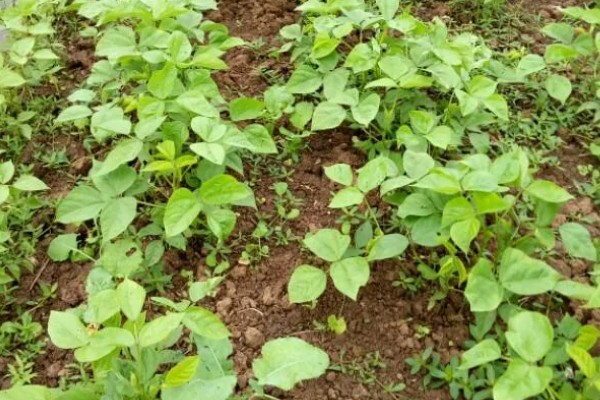 绿豆的种植方法,春夏季节都可以进行播种