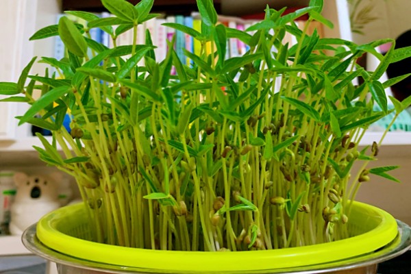 绿豆的种植方法,春夏季节都可以进行播种