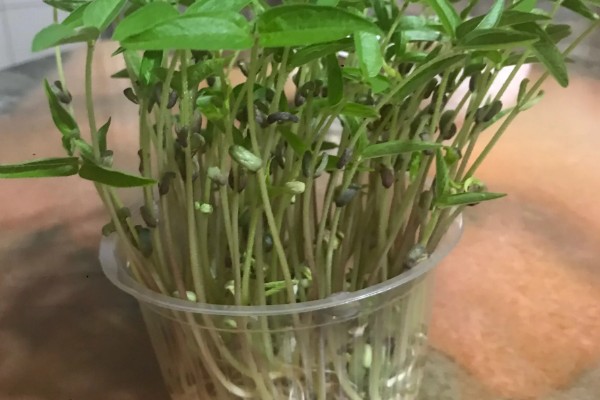 绿豆的种植方法,春夏季节都可以进行播种