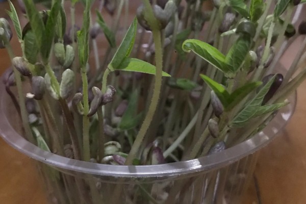 绿豆的种植方法,春夏季节都可以进行播种