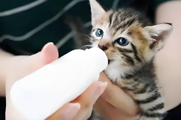 如何喂养3月龄的猫,每天饲喂3-4次