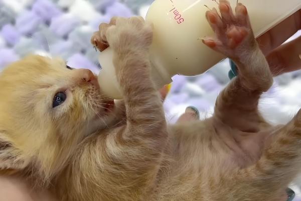 如何喂养3月龄的猫,每天饲喂3-4次