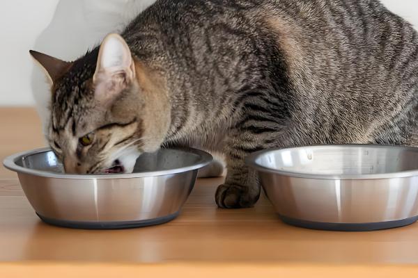 如何喂养3月龄的猫,每天饲喂3-4次