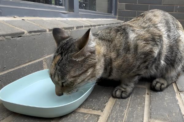 如何喂养3月龄的猫,每天饲喂3-4次