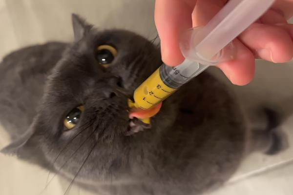 如何喂养3月龄的猫,每天饲喂3-4次