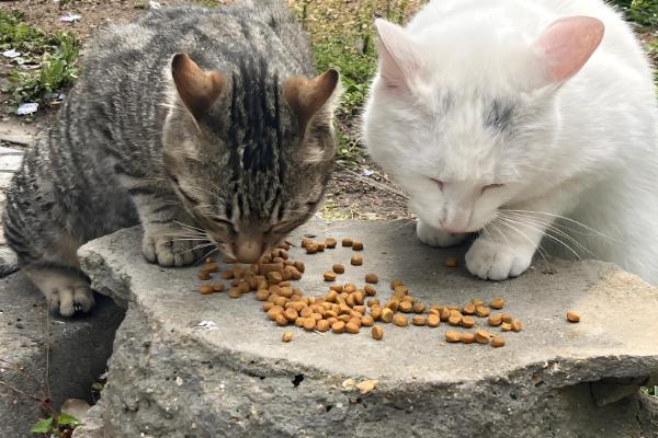 如何喂养3月龄的猫,每天饲喂3-4次
