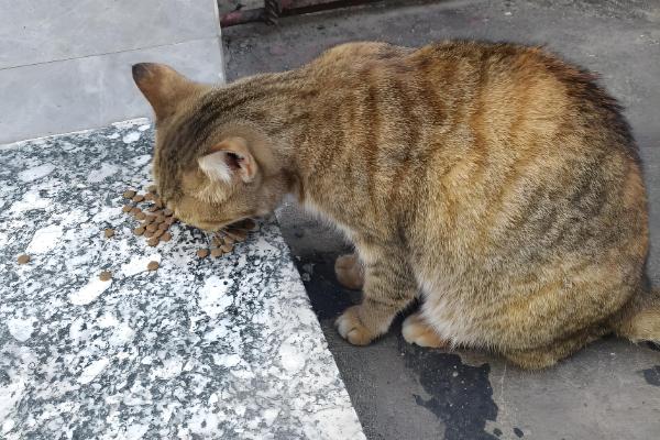 如何喂养3月龄的猫,每天饲喂3-4次