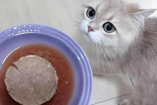 如何喂养3月龄的猫,每天饲喂3-4次