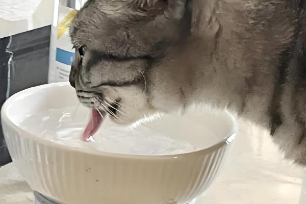 如何喂养3月龄的猫,每天饲喂3-4次