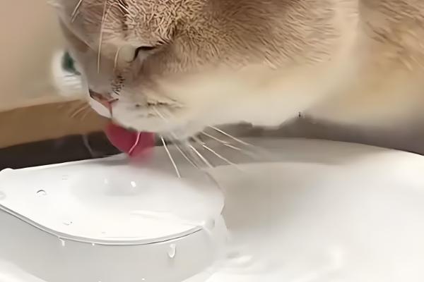 如何喂养3月龄的猫,每天饲喂3-4次