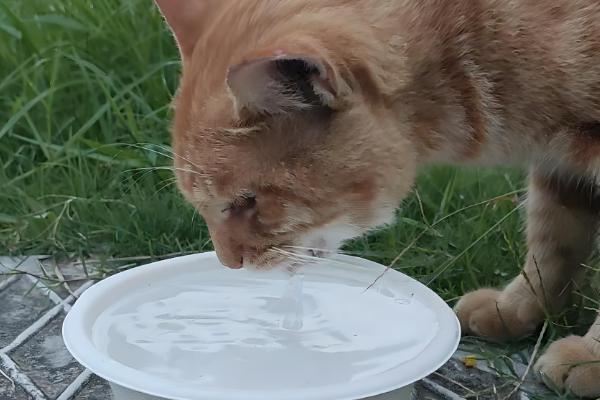 如何喂养3月龄的猫,每天饲喂3-4次