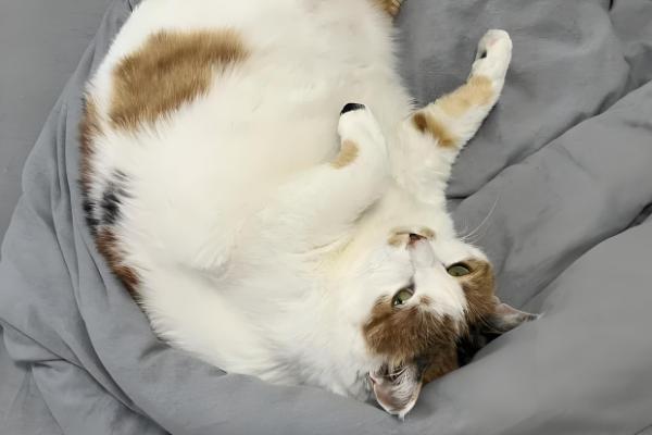 如何喂养3月龄的猫,每天饲喂3-4次