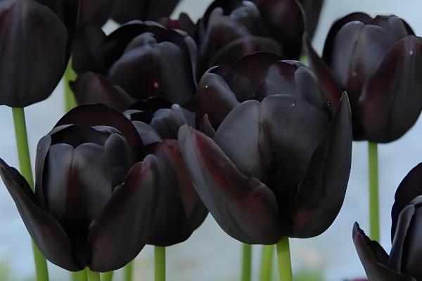 黑色郁金香有什么花语,代表神秘、珍贵、至高无上