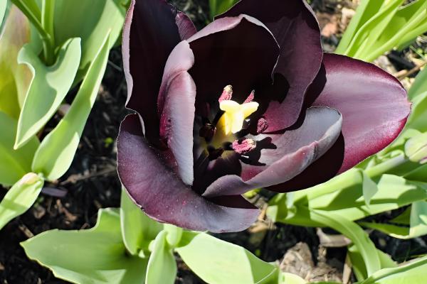 黑色郁金香有什么花语,代表神秘、珍贵、至高无上