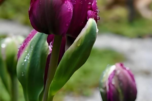 黑色郁金香有什么花语,代表神秘、珍贵、至高无上